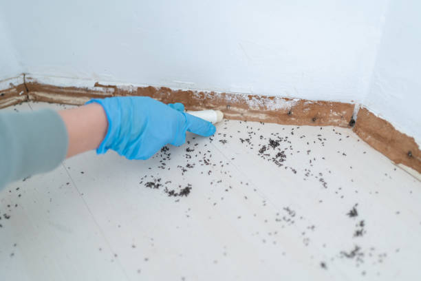 Best Best Pest Control Companies  in Pukalani, HI